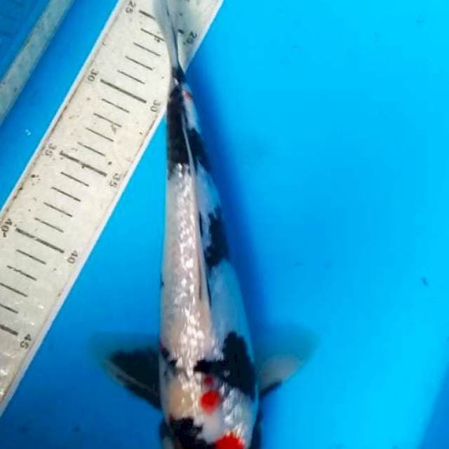 Showa Ginrin 32cm