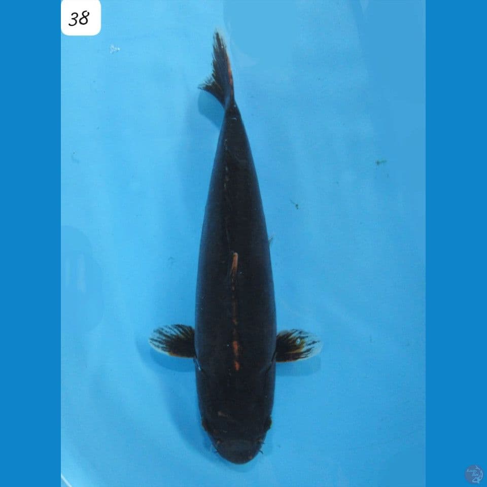 38cm Tolak BAlak Jumbo Karasugoi