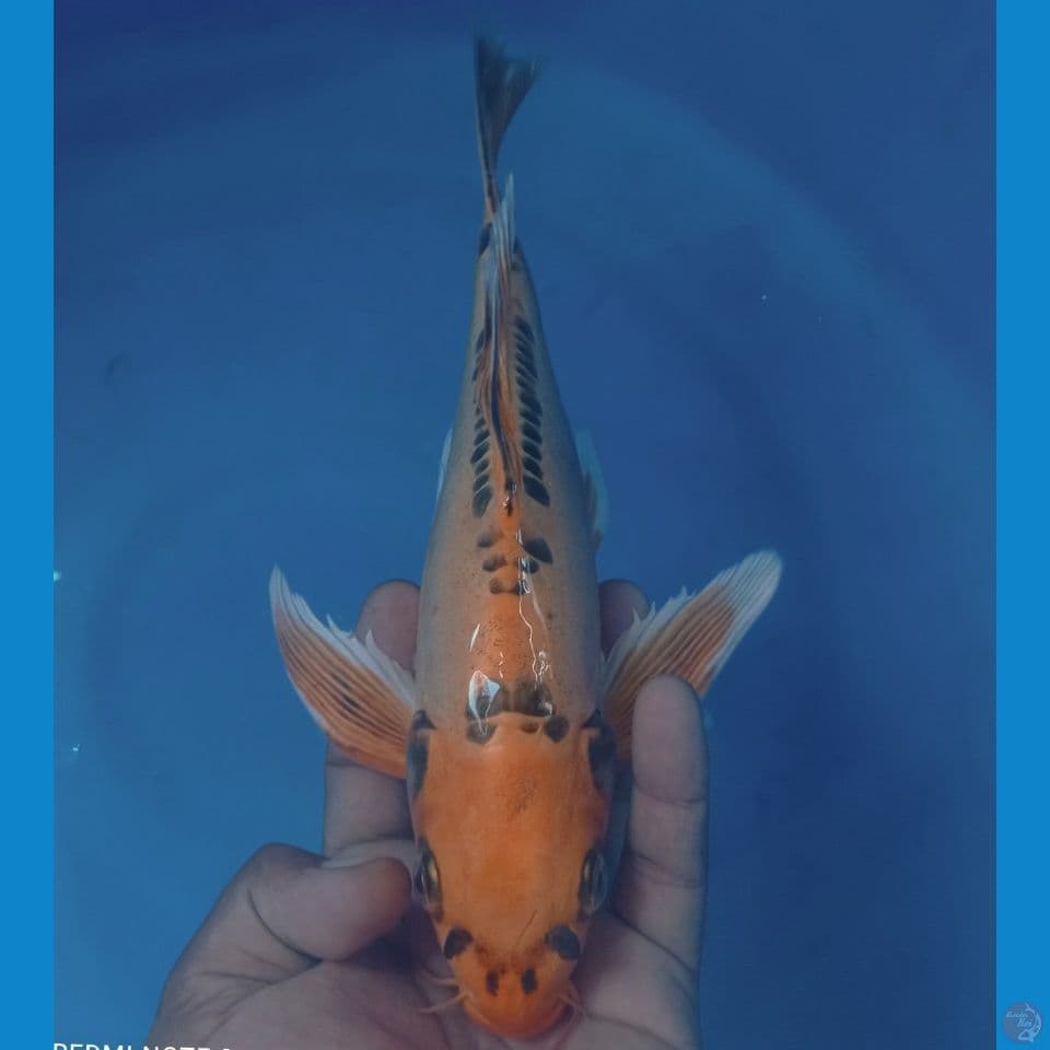 KUMPAY 33CM