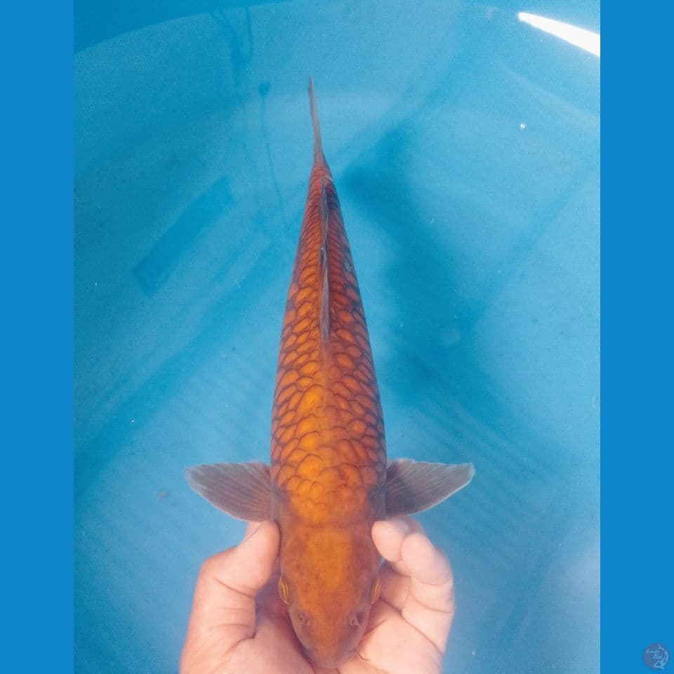 ARAGOKE 40CM