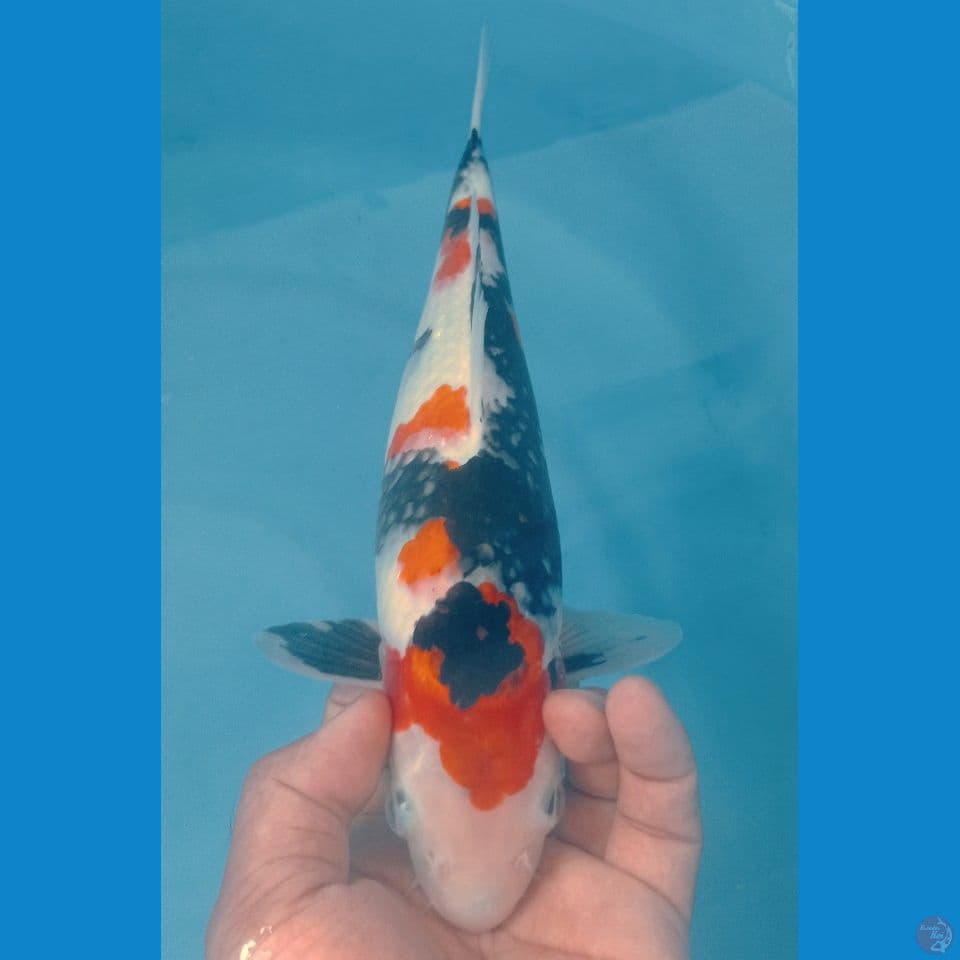 SHOWA 32CM