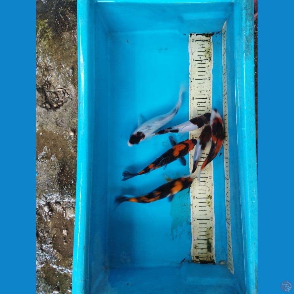 mix 17-22cm