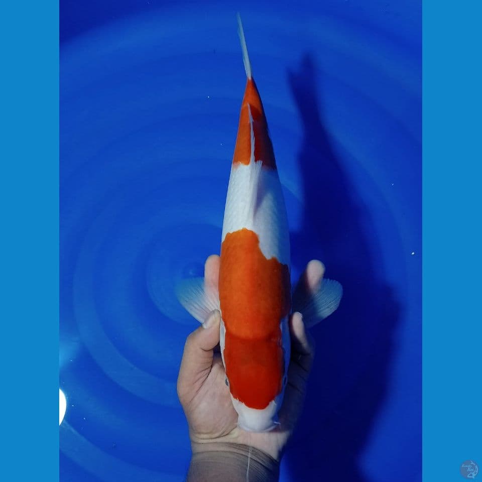 KOHAKU STEP 2 37 CM