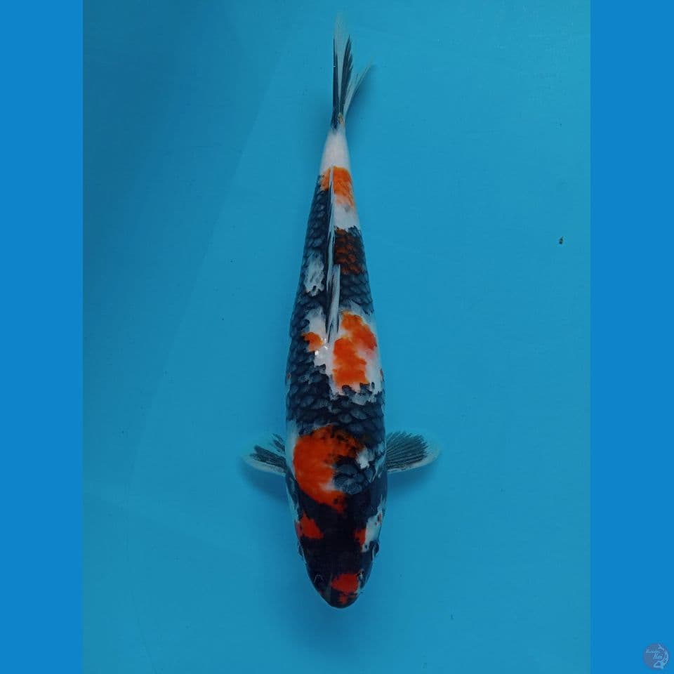 SHOWA.31 CM