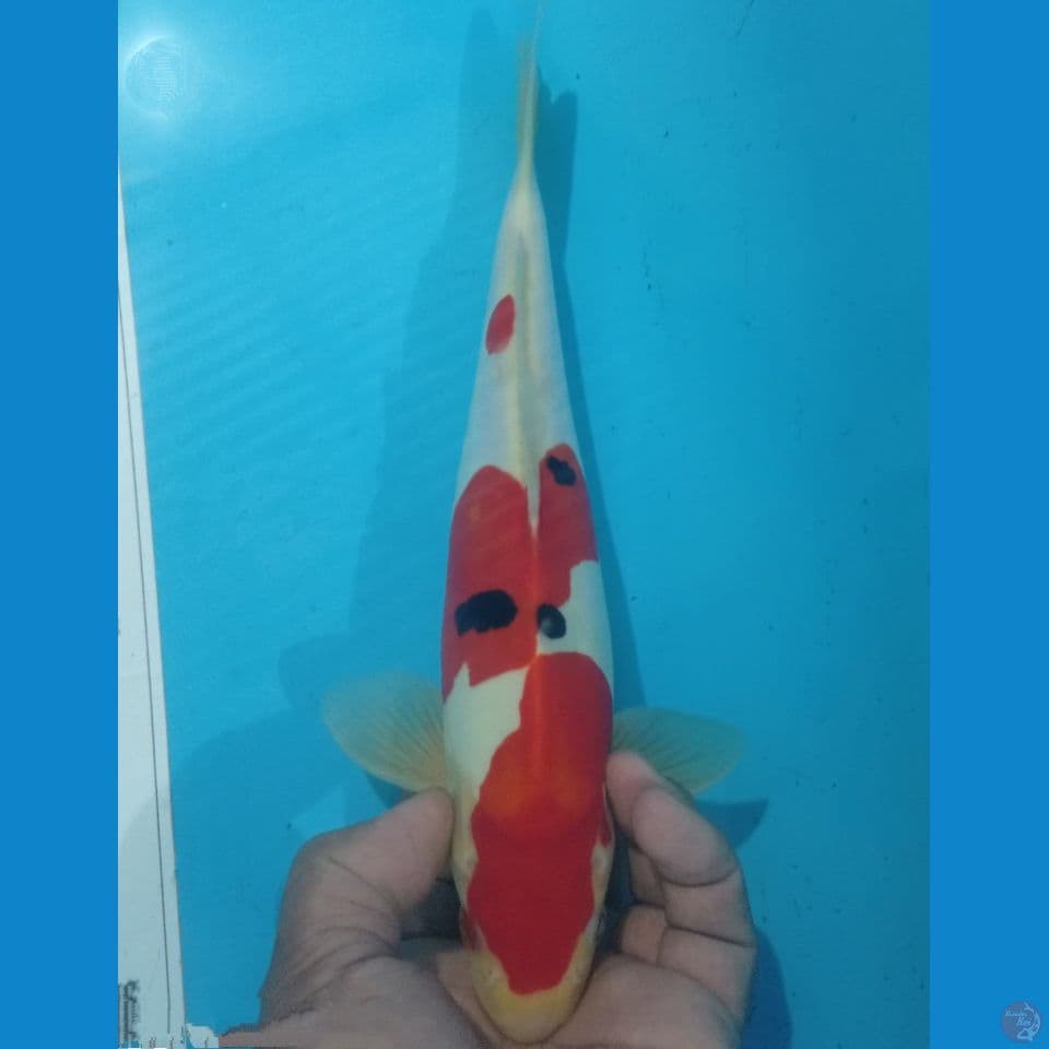 SANKE 30CM