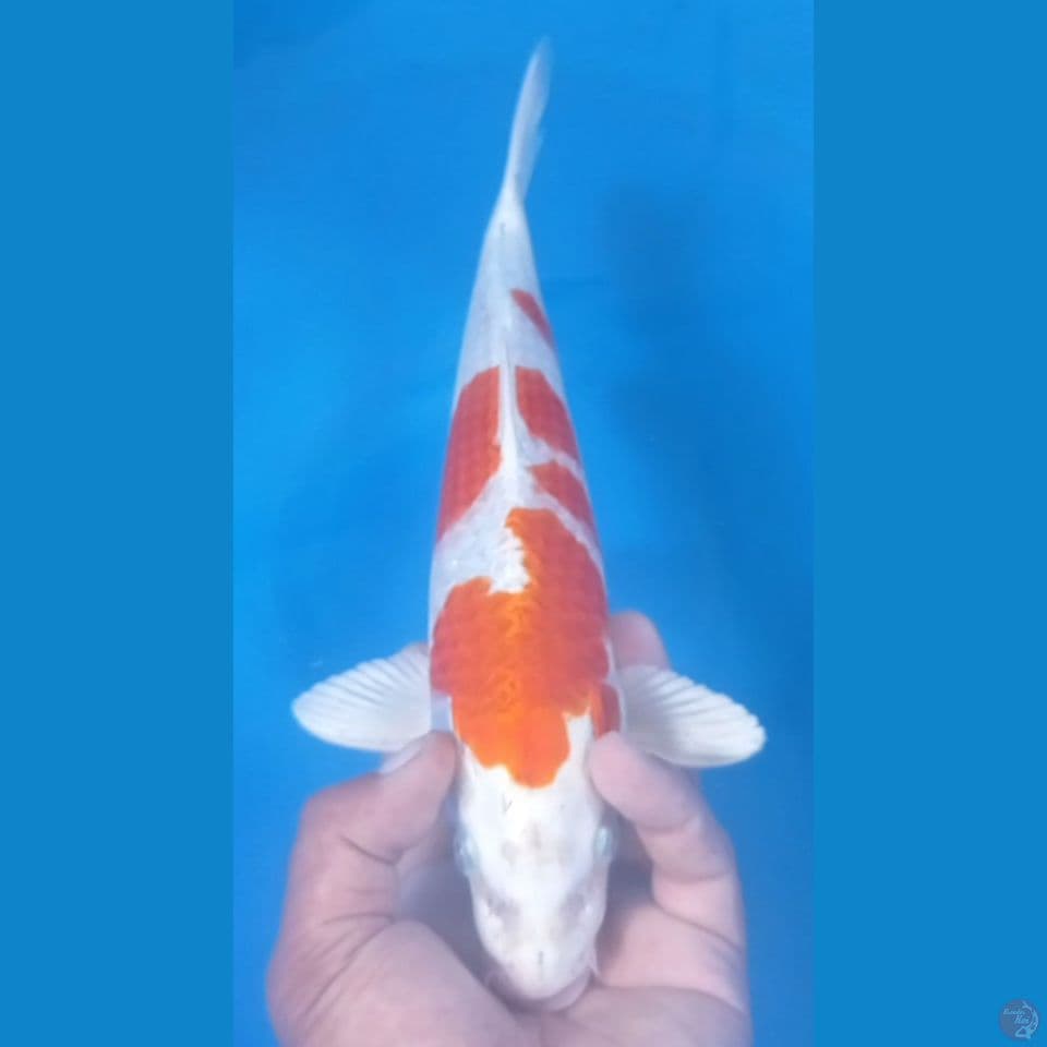 HIKARY 34CM