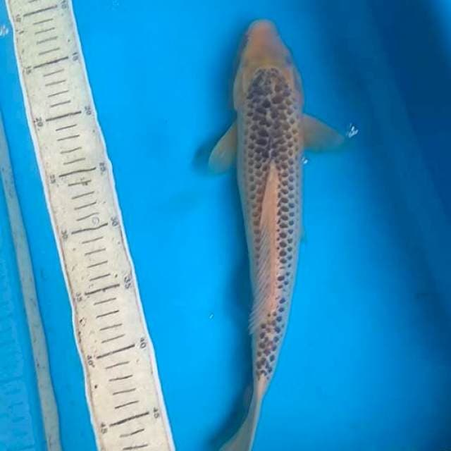 Asagi 36cm F1