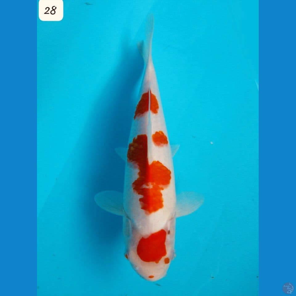 28cm Kohaku