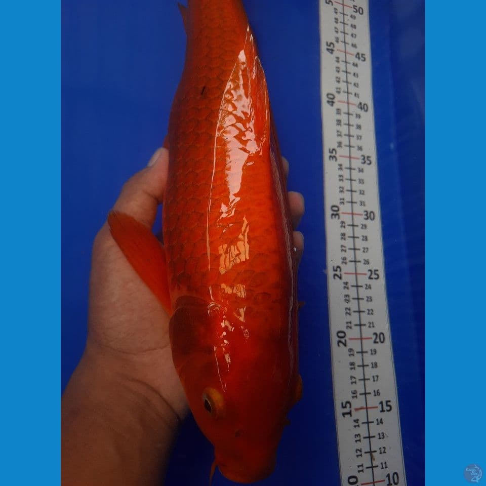 40cm