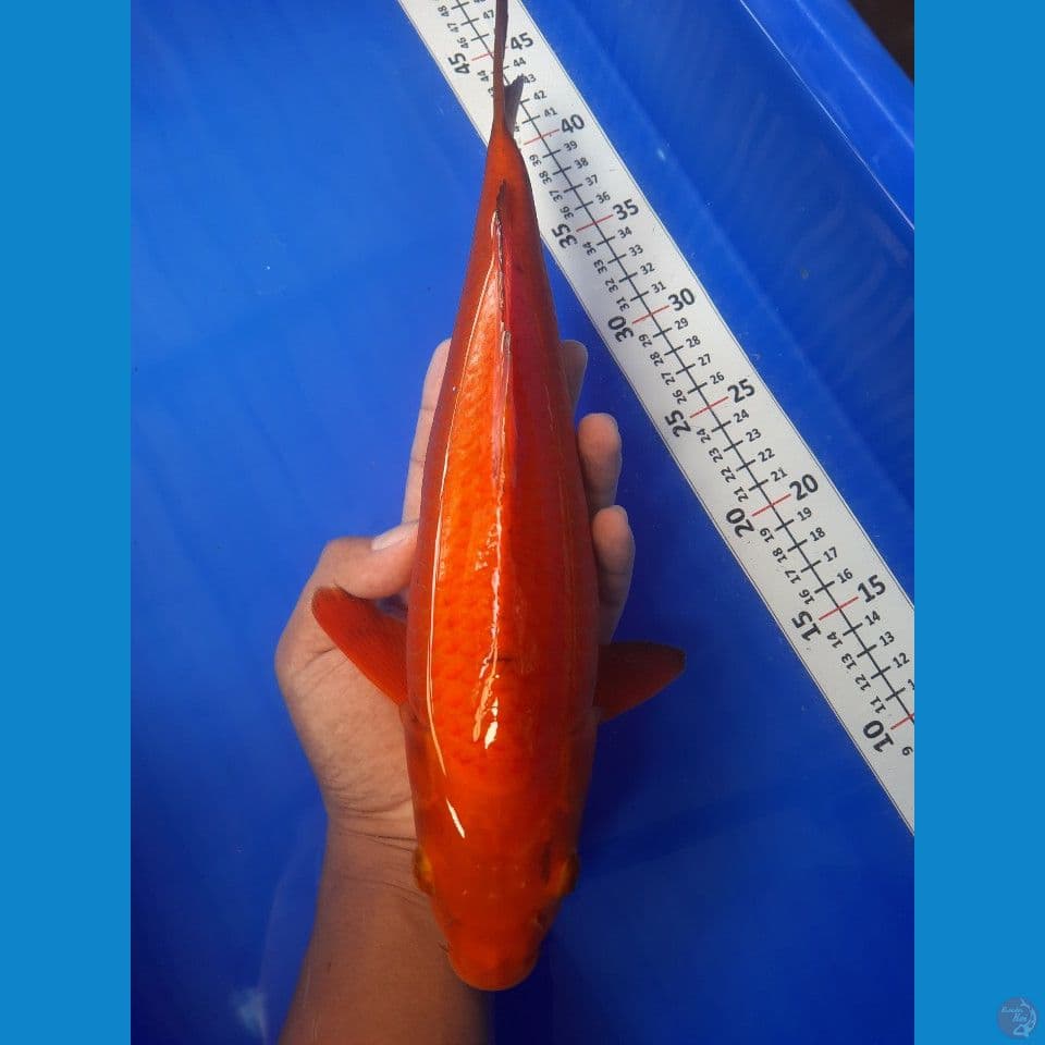 35cm