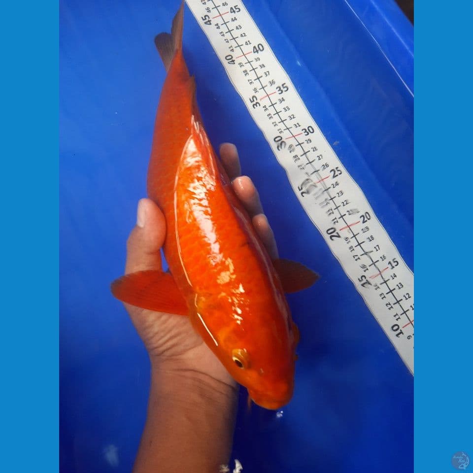 35cm