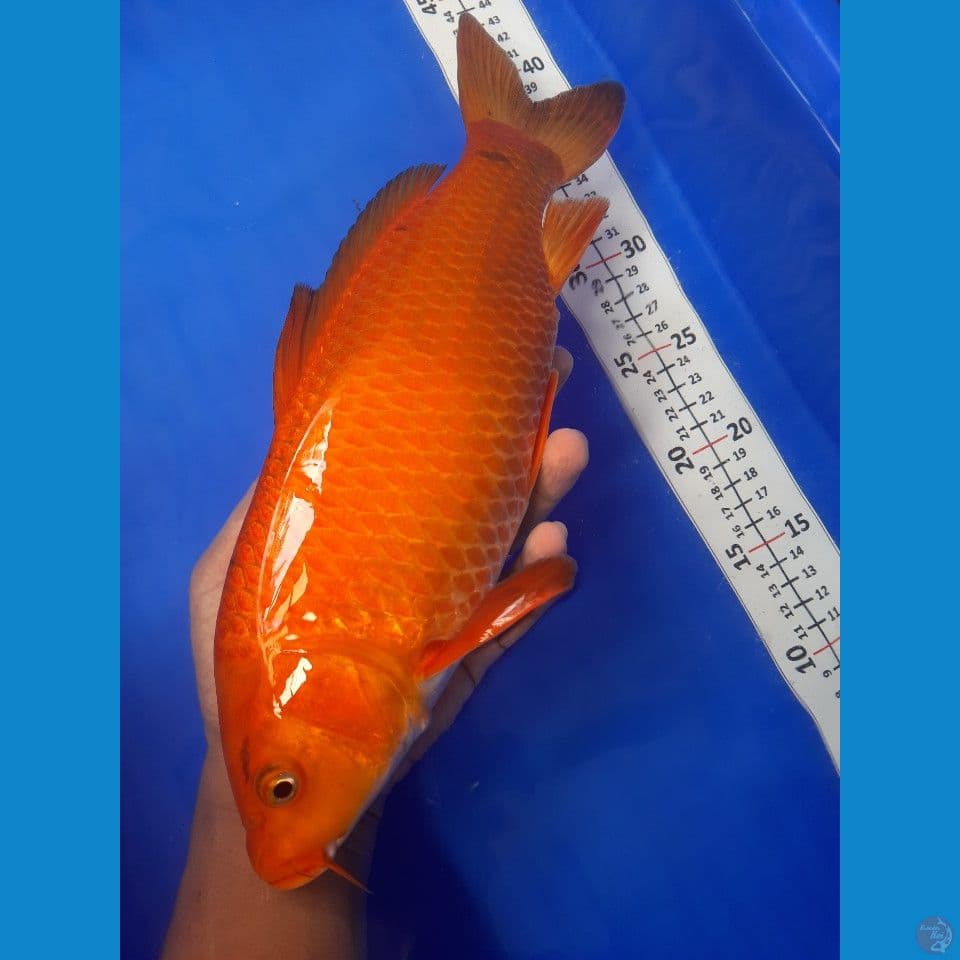 35cm