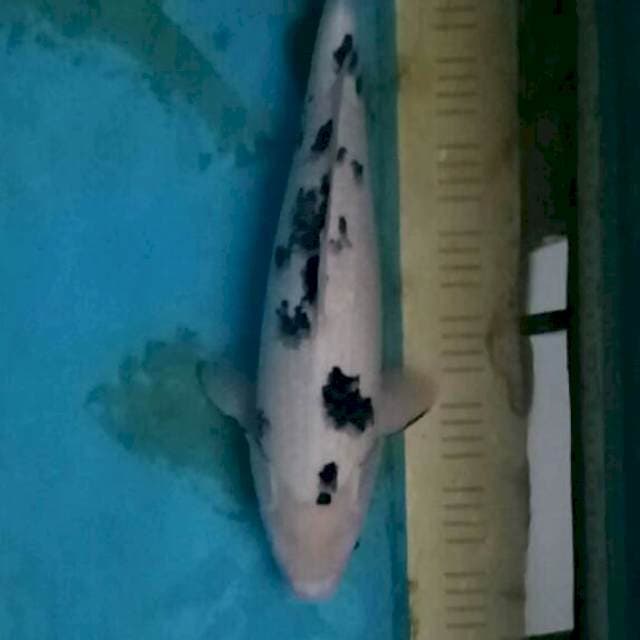 bekko jumbo
