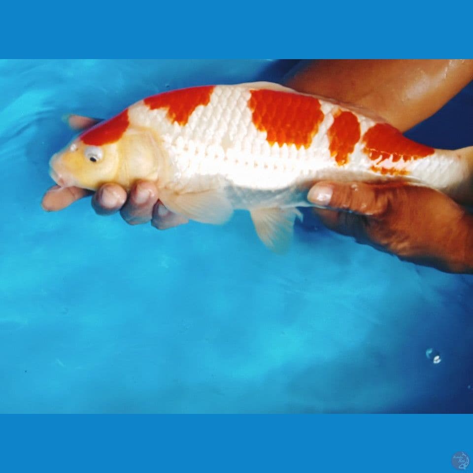kohaku AKF 43cm jantan berpunok