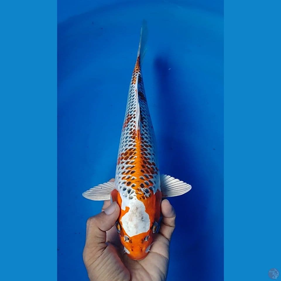 gingga size: 30cm.m