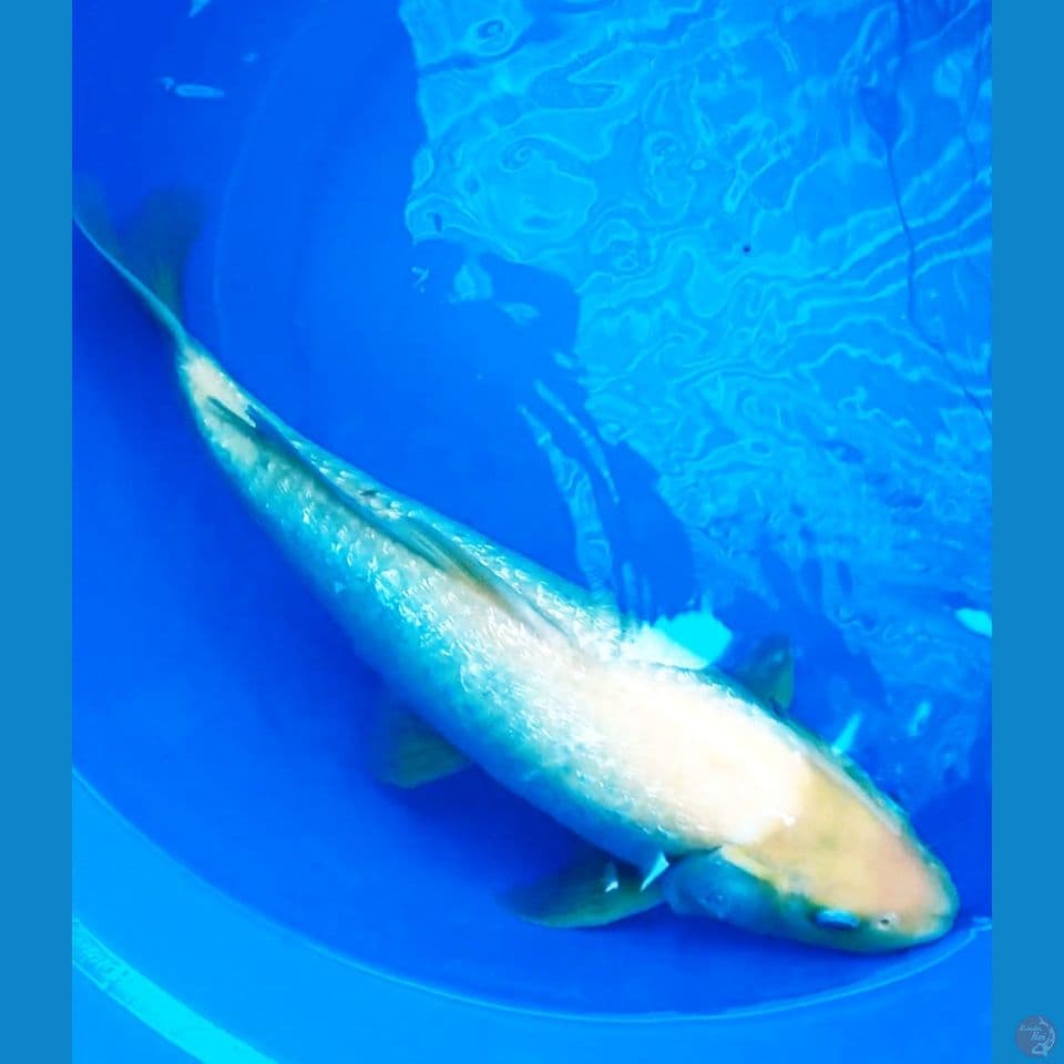 shiromuji gindrin 50 cm