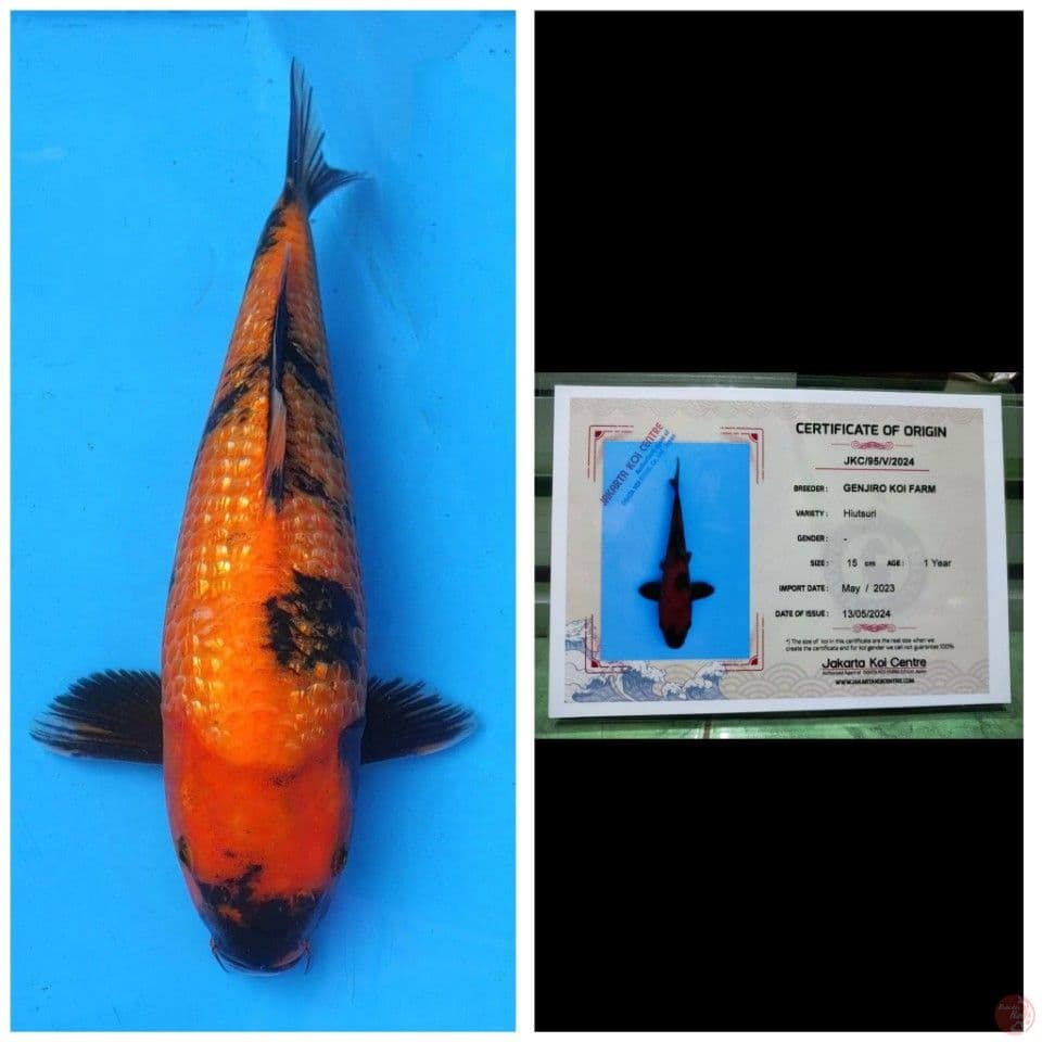 Genjiro Hi Utsuri