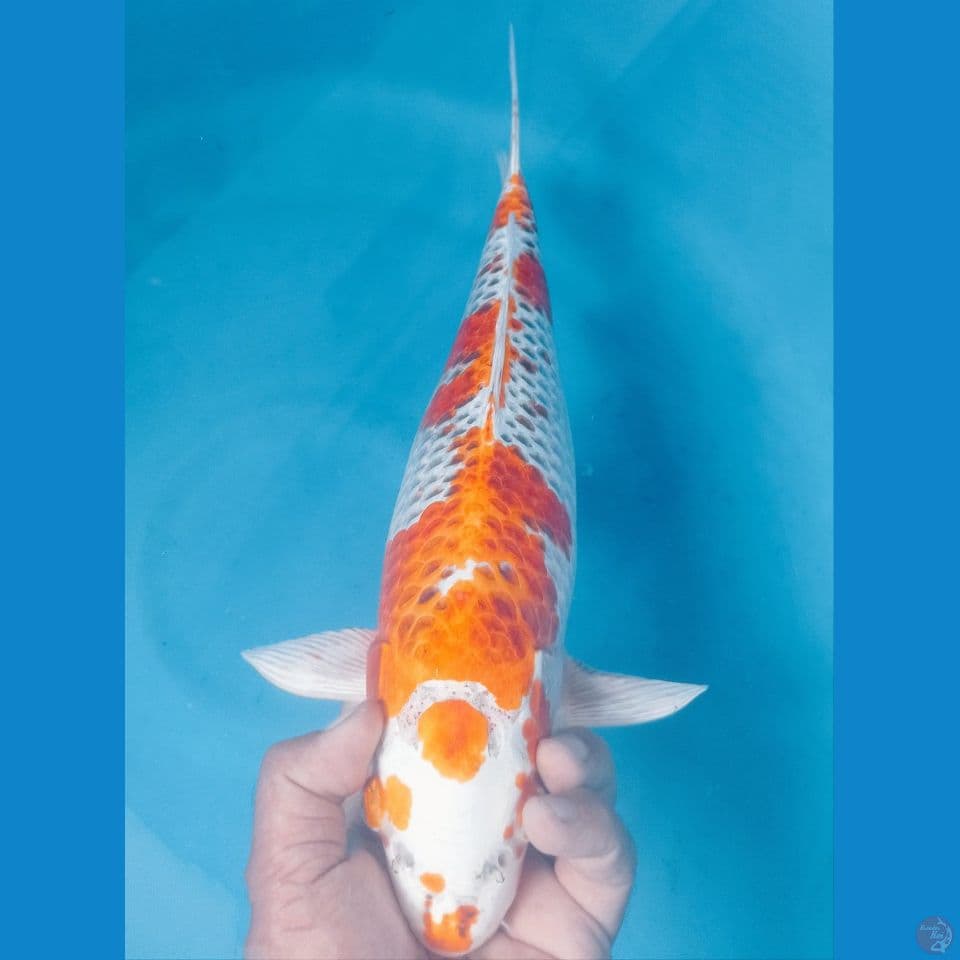 KUJAKU 43CM
