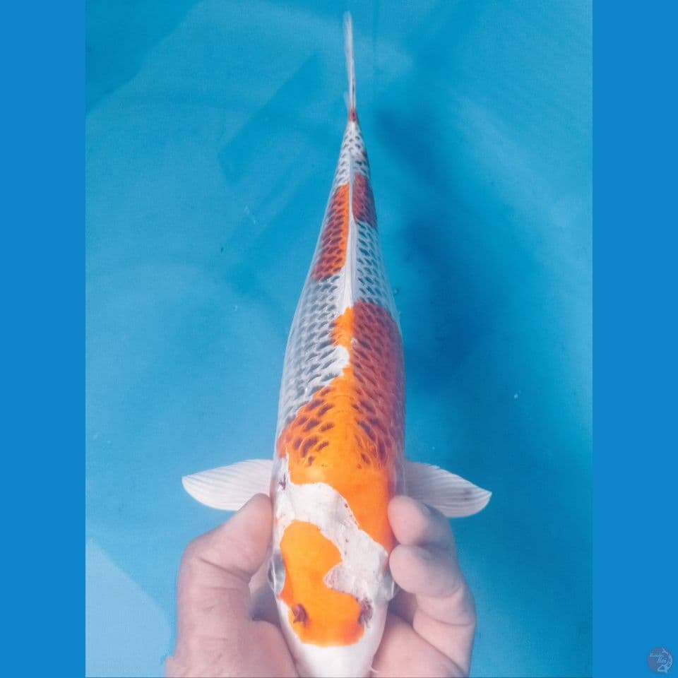 KUJAKU 37CM