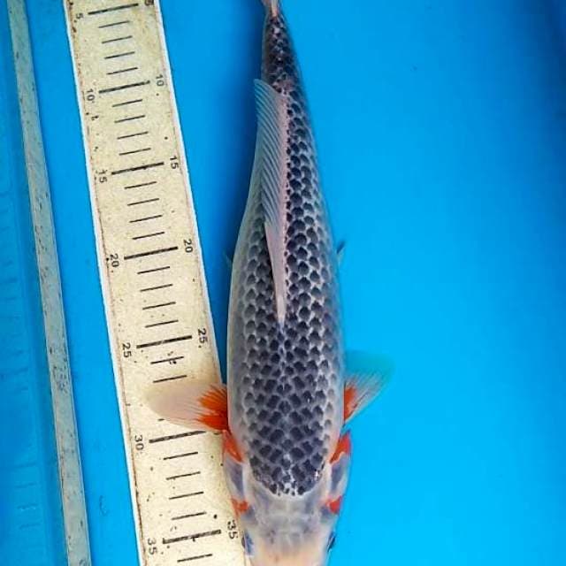 Asagi 37cm F1