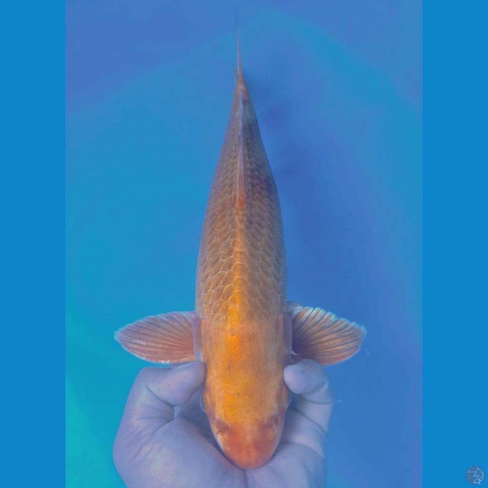 MANGGO 44CM