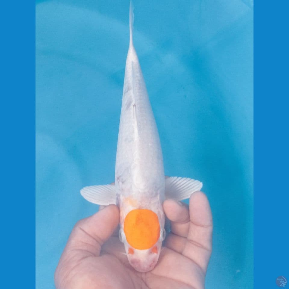 TANCHO 29CM