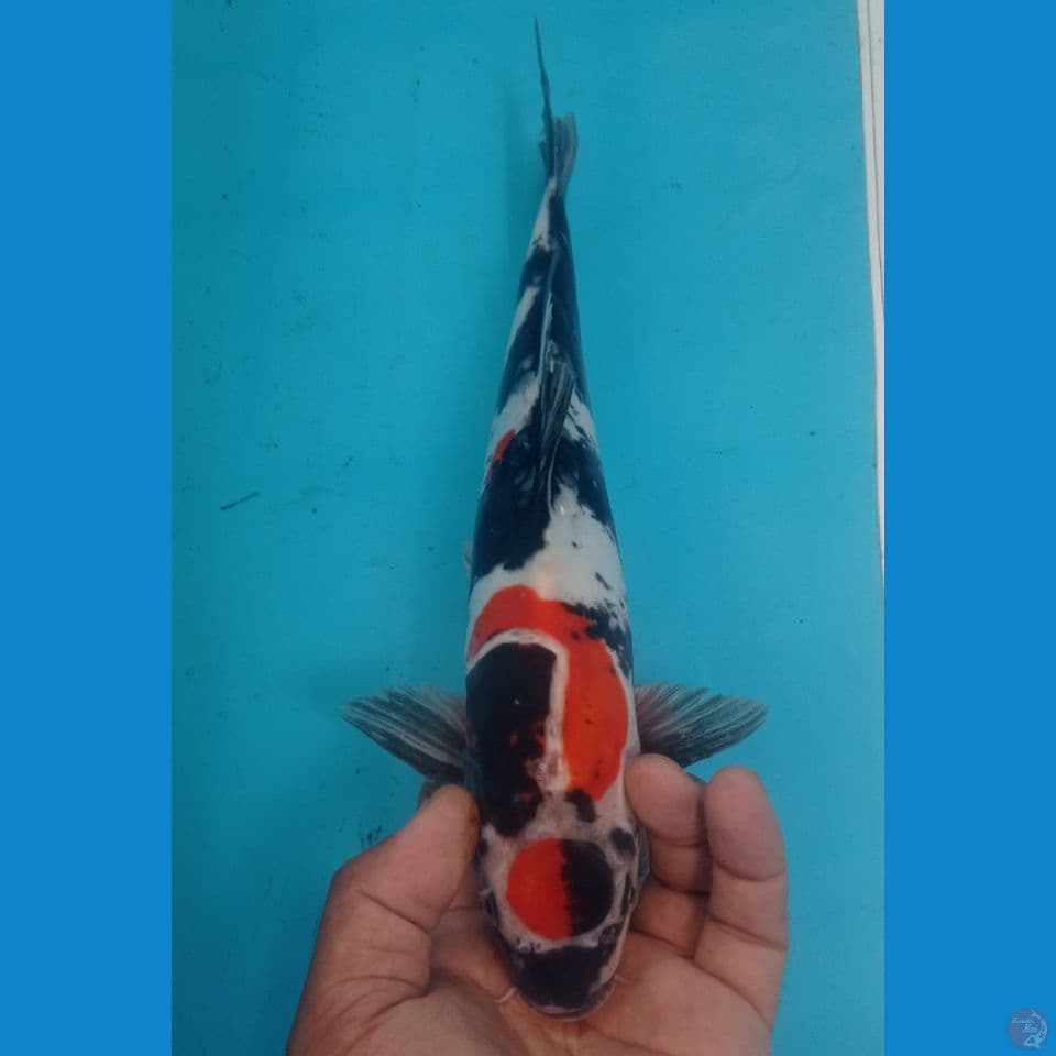 SHOWA 32CM