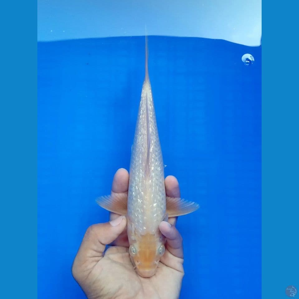PLATINUM GINRIN 24CM