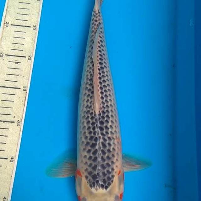 Asagi 39cm F1