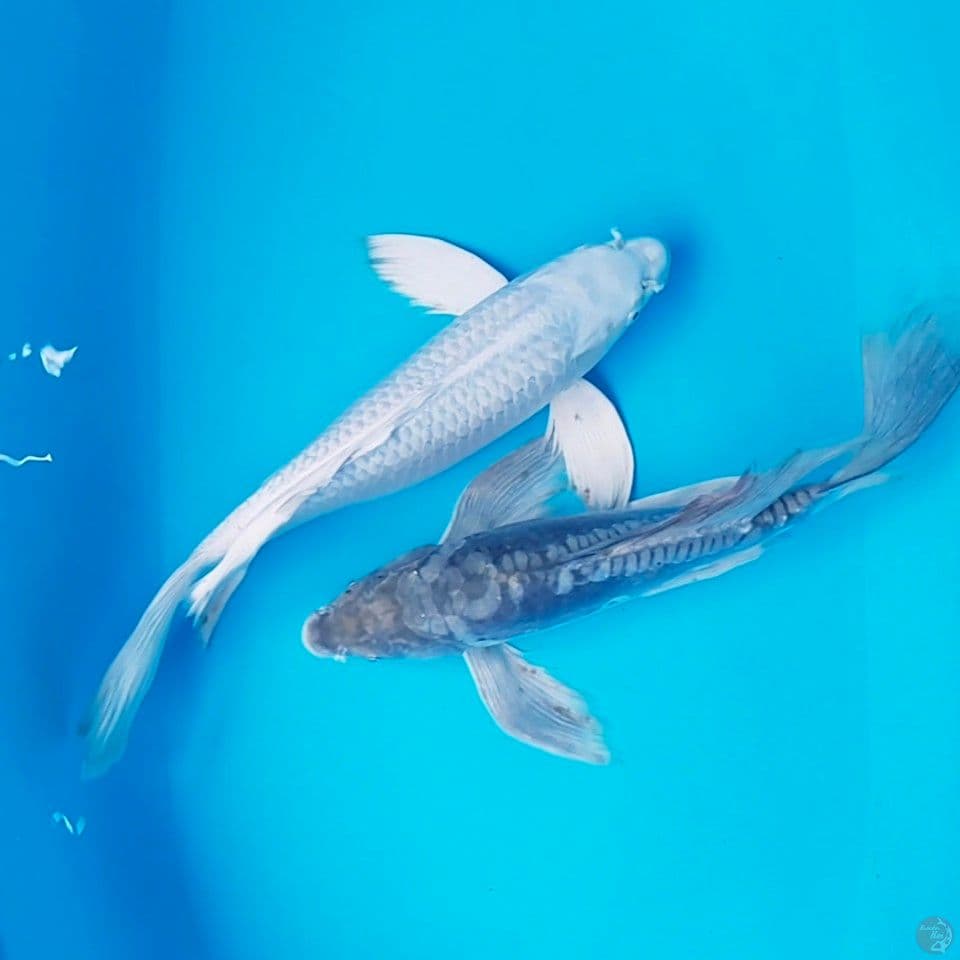 all male 37_40cm