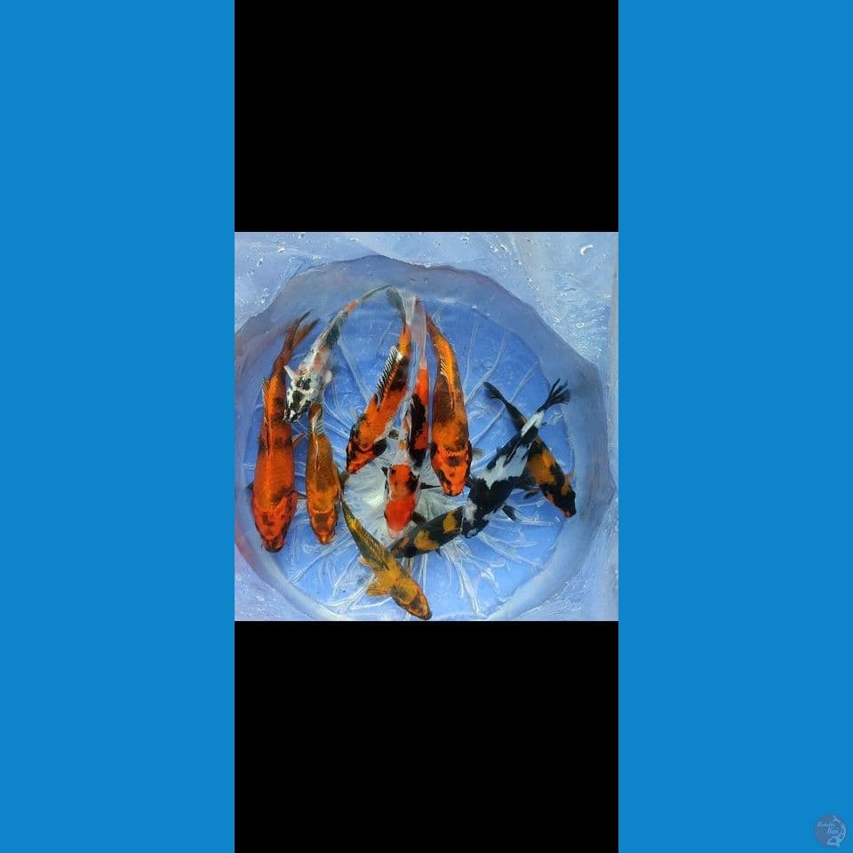 paket kin showa mix hiutsuri 10 ekor 15-23cm