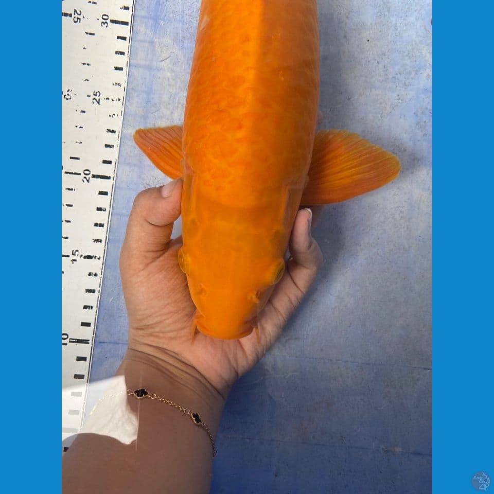 karamel chagoi 41 male ~fltr