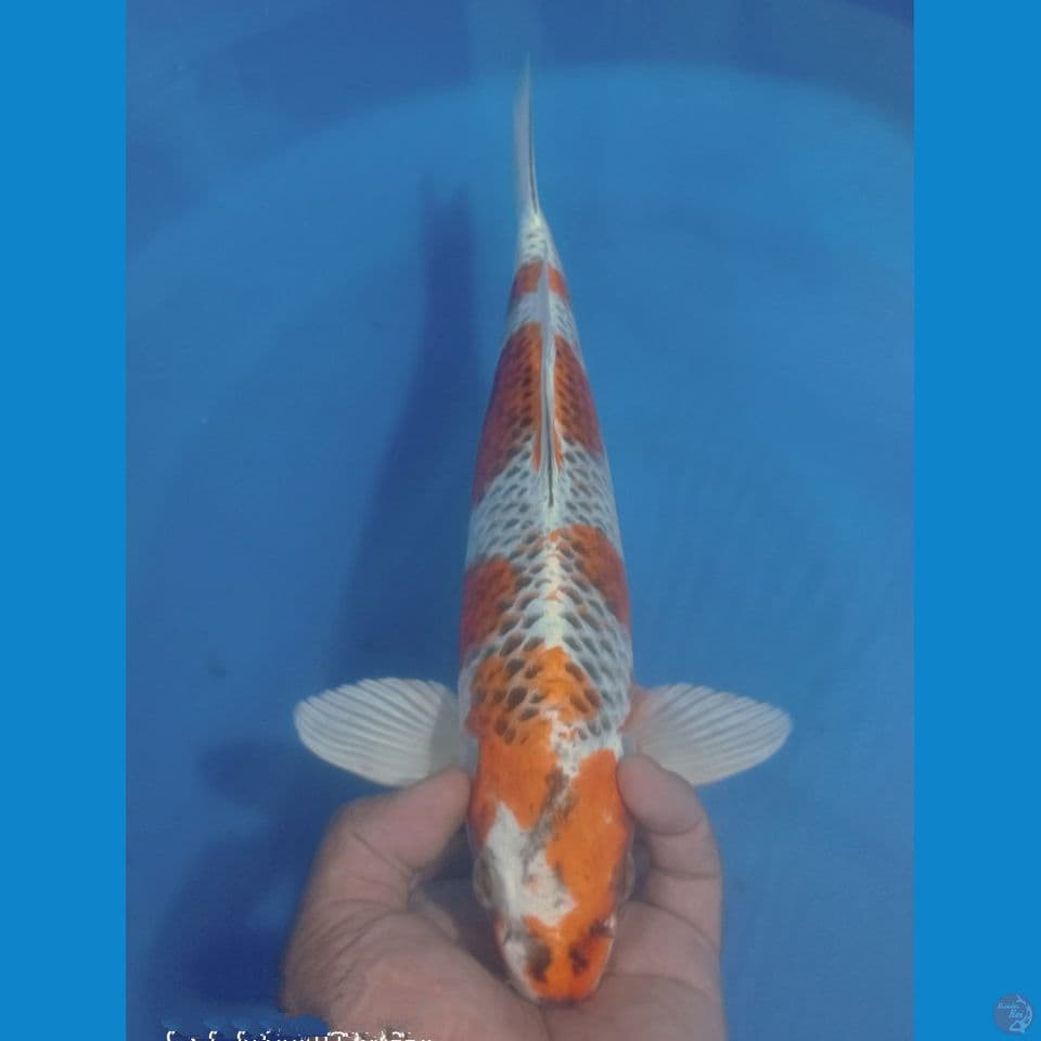 KUJAKU 37CM