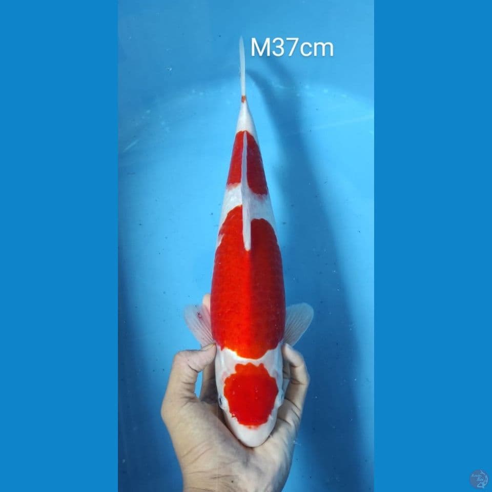 maruten kohaku