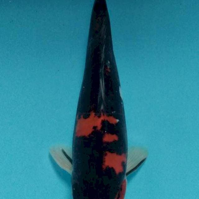 showa doitsu 20cm