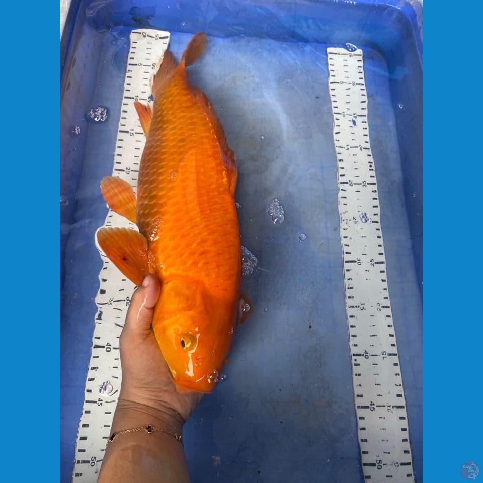 red chagoi 45 cm male ~fltr