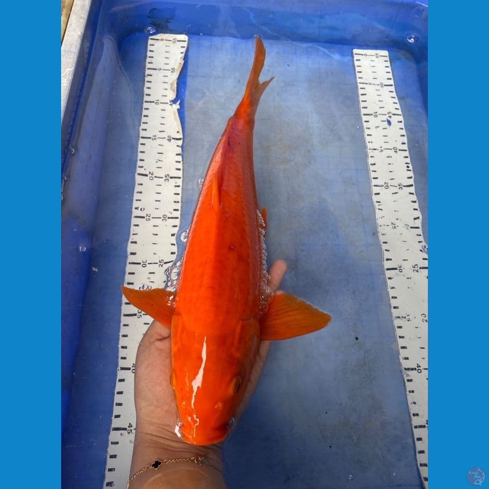 red chagoi 40 cm male~fltr
