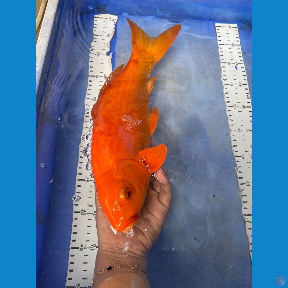 red chagoi 40 cm male~fltr