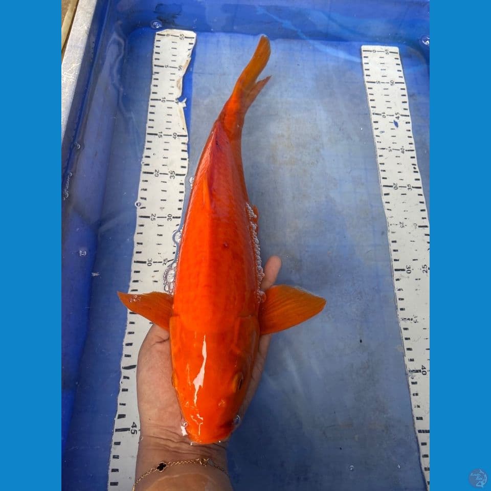red chagoi 40 cm male~fltr