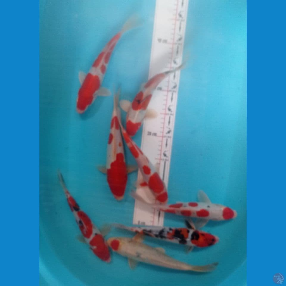 DOITSU 25CM