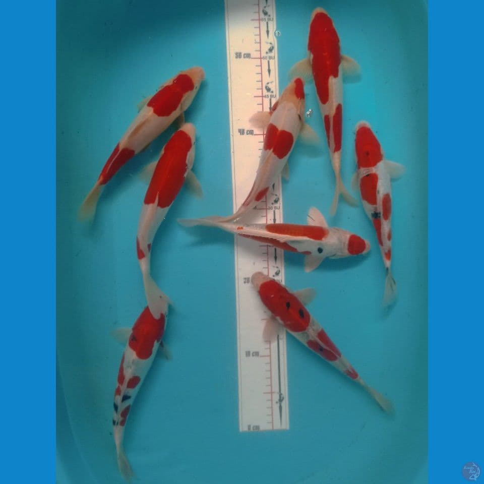 DOITSU 25,27CM