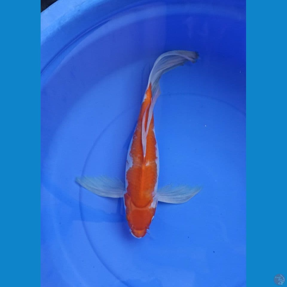 kumpay kohaku 43 cm