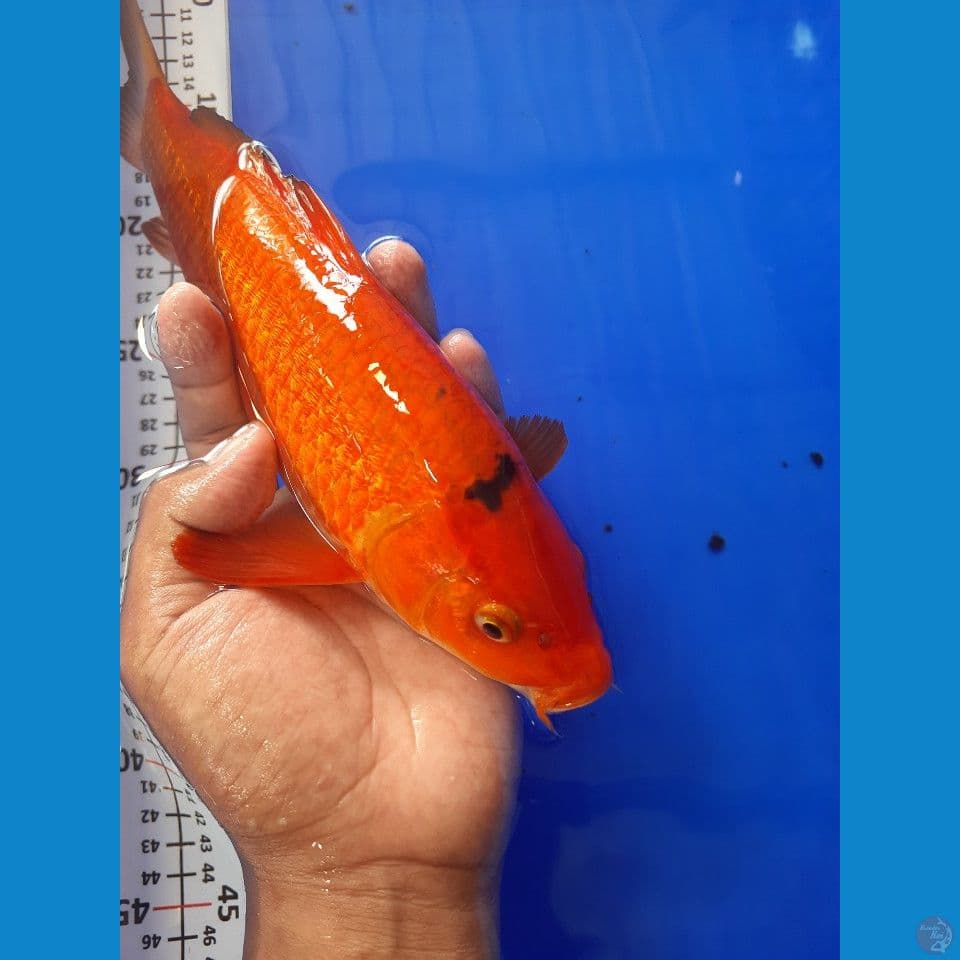 29cm karamel ginrin