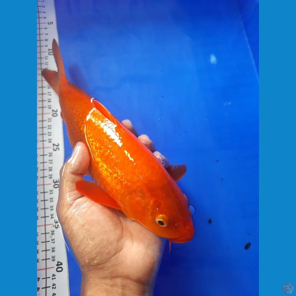 32cm