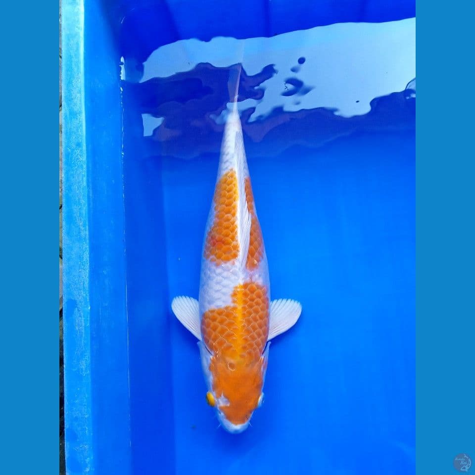 HARIWAKE 41CM