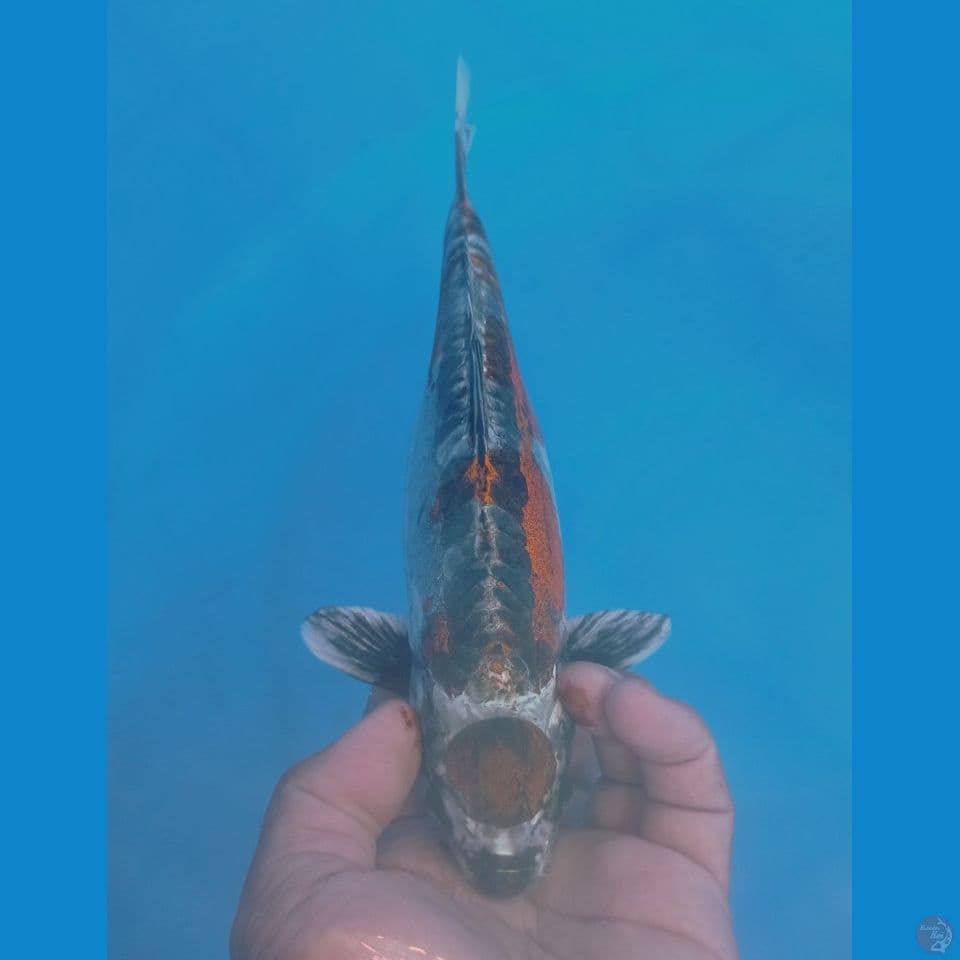MARUTEN 29CM