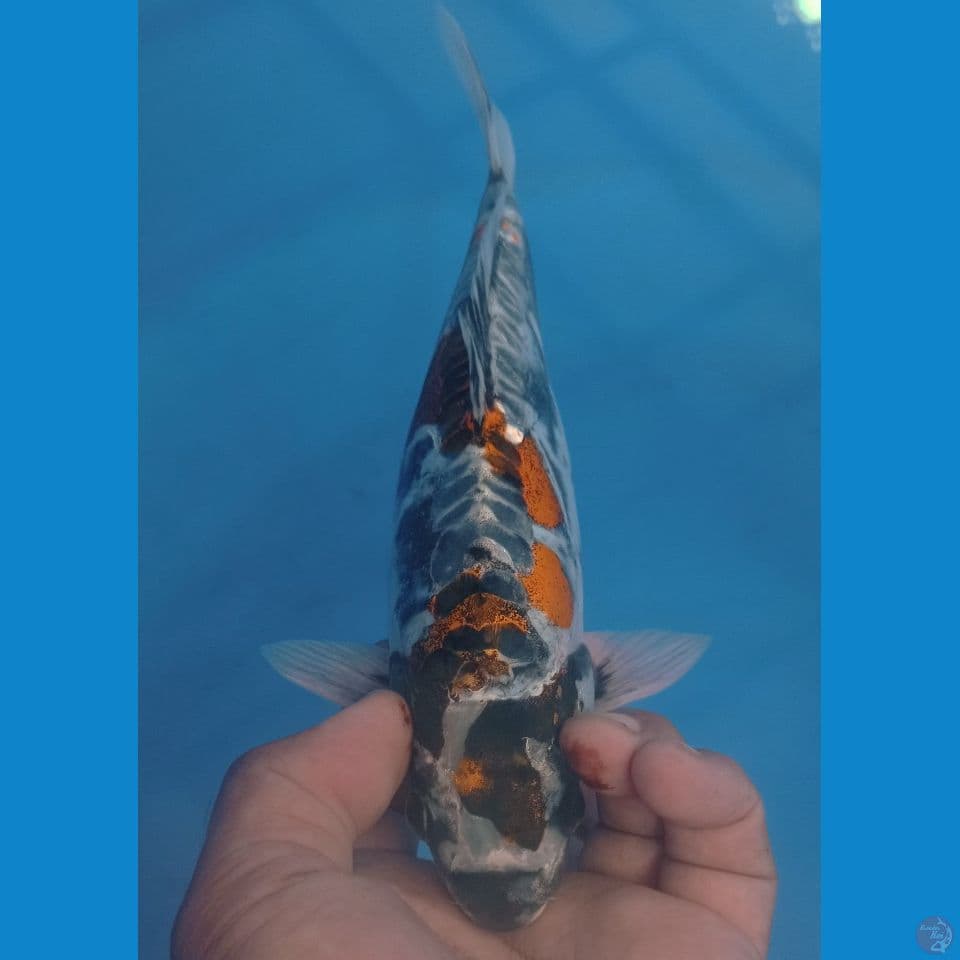 KIKO 28CM