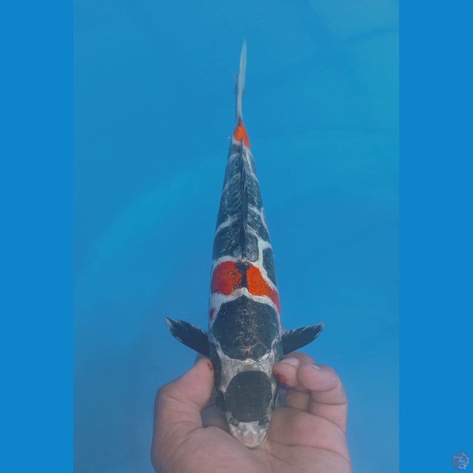 NARUTO 35CM