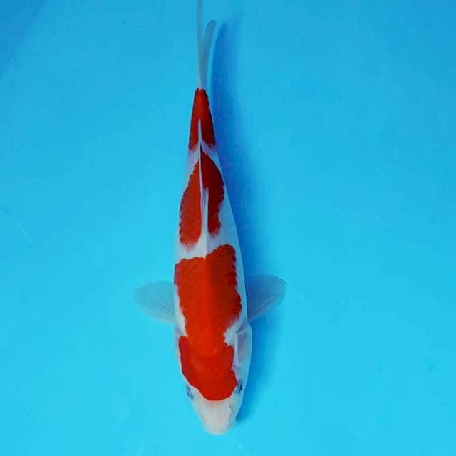 ASAGIRI 8 - KOHAKU 3 STEPS