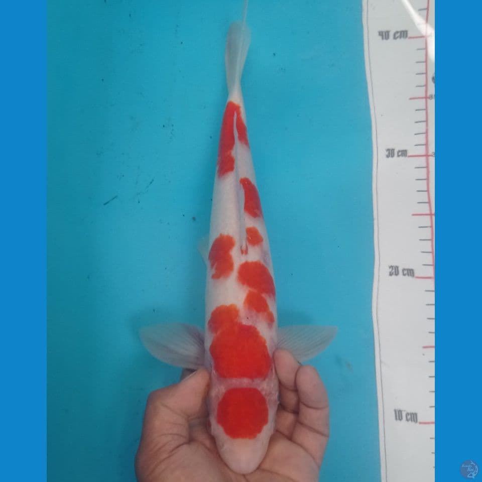 KOHAKU 36CM